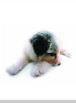 pic for Shetland Sheepdogg